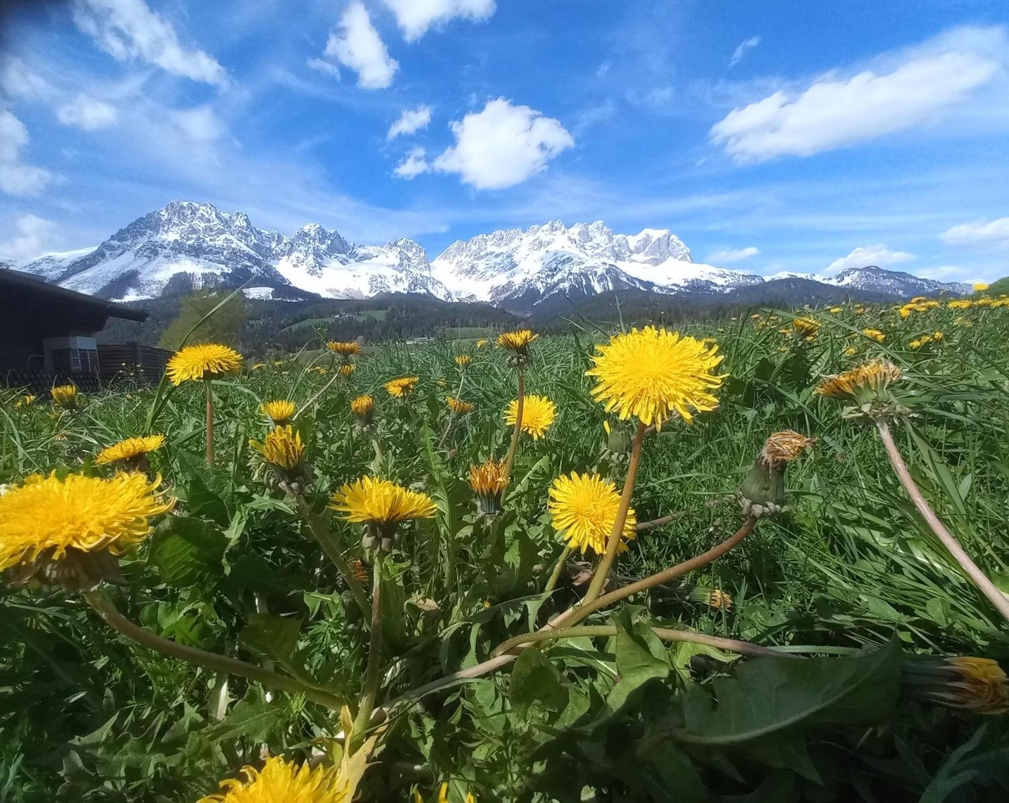 Ferienwohnung Lara Scheffau am Wilden Kaiser Zewnętrze zdjęcie